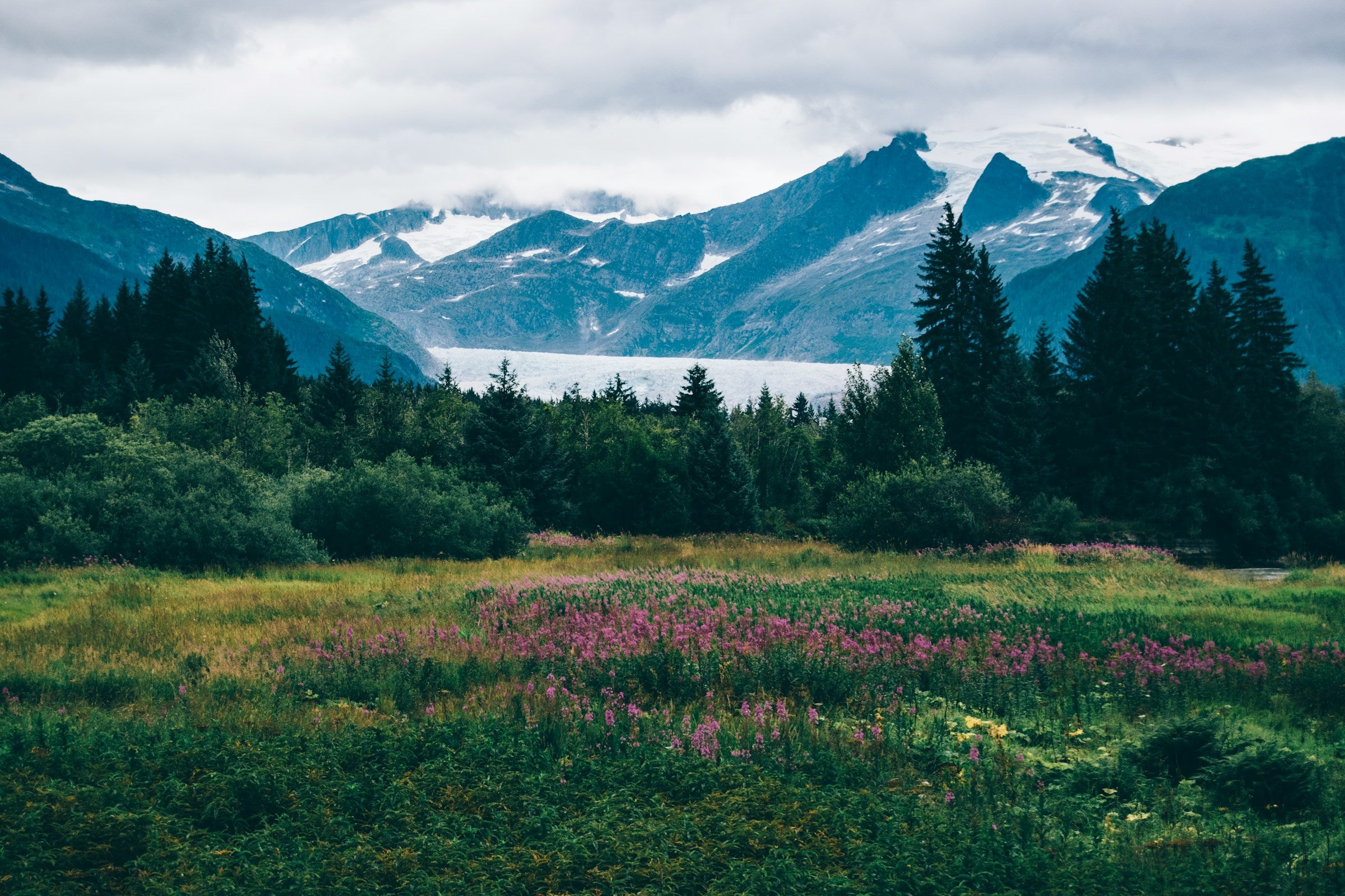 Flower Field in Alaska